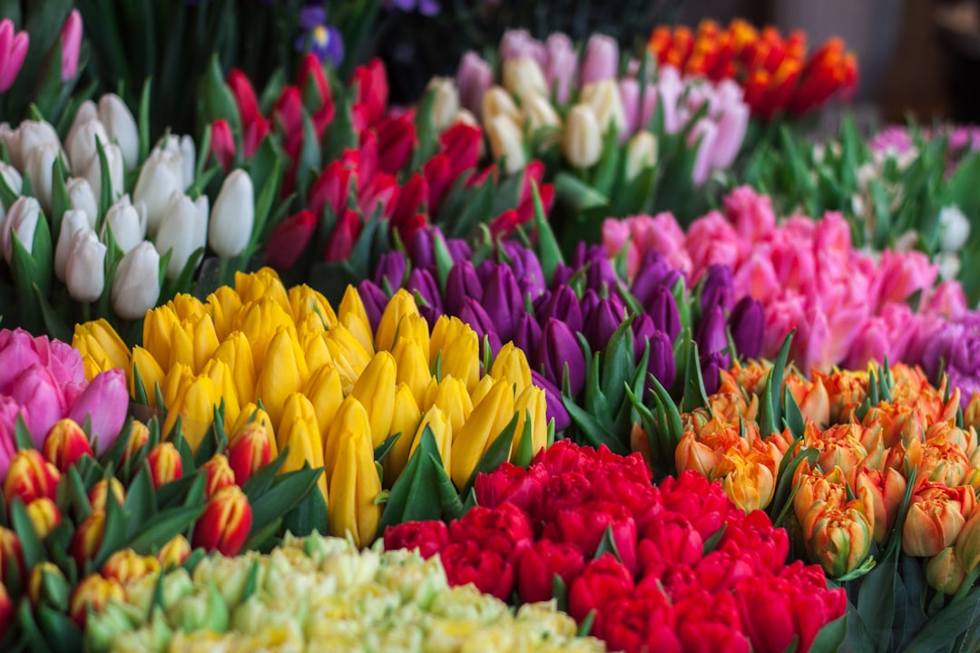 Groene vingers beginnen hier: alles over tuinplanten voor elk type tuin